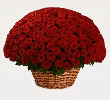 Премиум букет из: Розы #REPLACE_PRED# Залужном